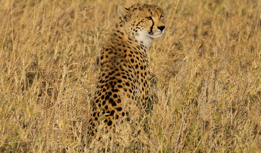 6 Days Best of Tanzania Wildlife Safari