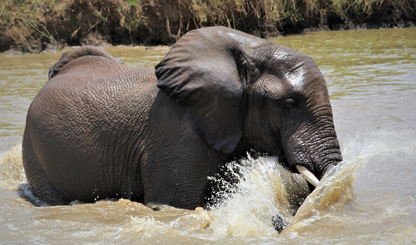 4 Days Amazing Wildlife Safari in Rwanda