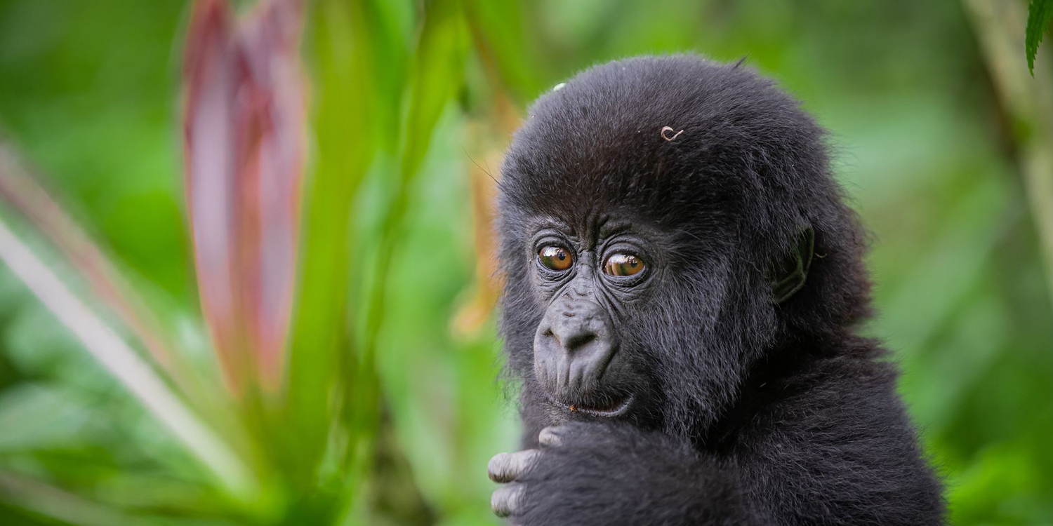 Lifetime Africa Expeditions | Rwanda Gorilla Trekking Safari Tours