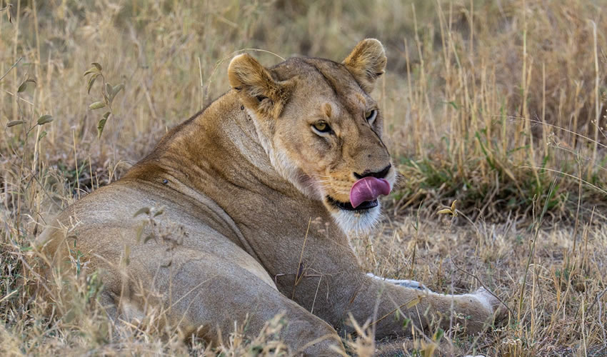 5 Days Wildlife Safari Tour in Tanzania