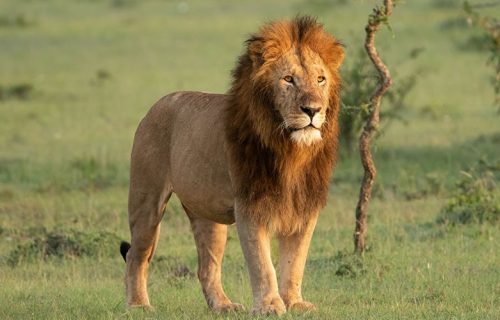12 Days Uganda Wildlife Safari Adventure