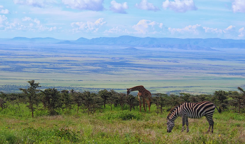 4 Days Serengeti, Tarangire and Ngorongoro Tour