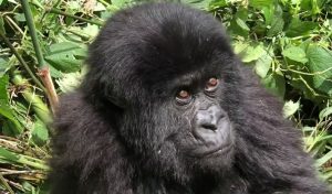 4 Days Bwindi Gorilla Trekking Tour