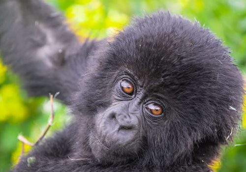 10 Days Gorilla Trekking in Rwanda and Uganda